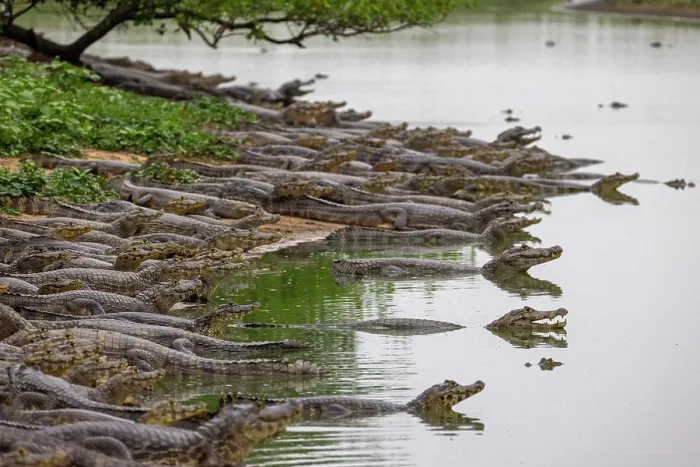 Framed Print : Jacare caimans (Caiman yacare) congregating in the few remaining areas of water during the dry season, Cerrado, Brazil Framed Print : Jacare caimans (Caiman yacare) congregating in the few remaining areas of water during the dry season, Cerrado, Brazil