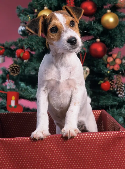 Framed Print : Jack russell terrier in box with Christmas tree Framed Print : Jack russell terrier in box with Christmas tree
