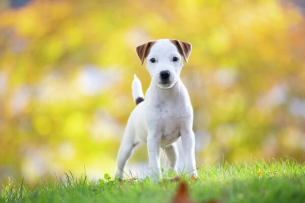 Jack Russell terrier puppy standing on grass in autumn, portrait, Haddam, Connecticut, USA. October