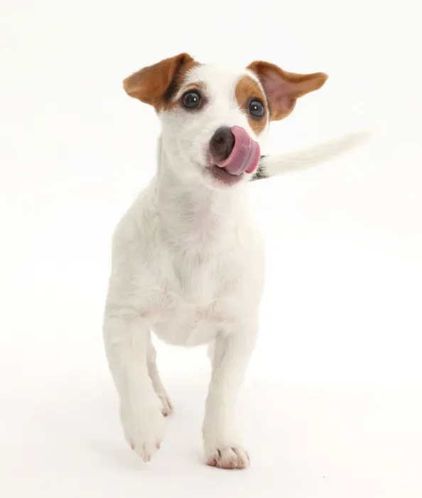 Framed Print : Jack Russell Terrier puppy walking and licking her nose Framed Print : Jack Russell Terrier puppy walking and licking her nose