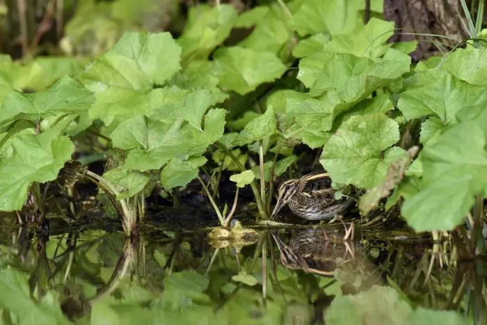 Framed Print : Jack snipe (Lymnocryptes minima) feeding in margins of watercress bed, Hertfordshire Framed Print : Jack snipe (Lymnocryptes minima) feeding in margins of watercress bed, Hertfordshire