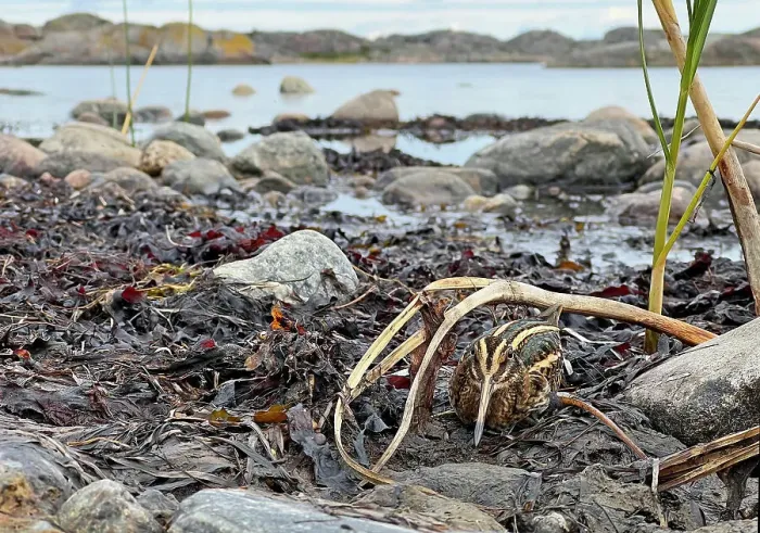 Framed Print : Jack snipe (Lymnocryptes minimus) resting among seaweed on rocky shoreline, Parainen Uto, Finland. September