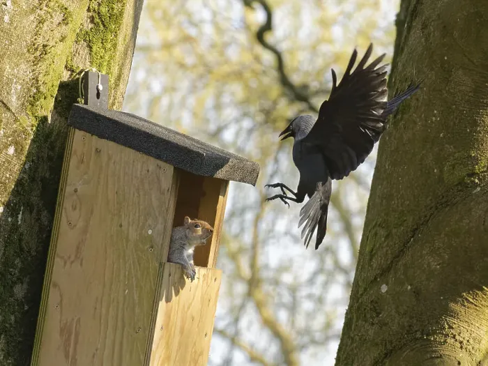 Framed Print : Jackdaw (Corvus monedula) swooping down calling with claws raised to threaten a Grey squirrel (Sciurus carolinensis) in the entrance to a nest box the bird wants to nest in which is already occupied by the squirrel and its mate, Wiltshire, UK, March Framed Print : Jackdaw (Corvus monedula) swooping down calling with claws raised to threaten a Grey squirrel (Sciurus carolinensis) in the entrance to a nest box the bird wants to nest in which is already occupied by the squirrel and its mate, Wiltshire, UK, March