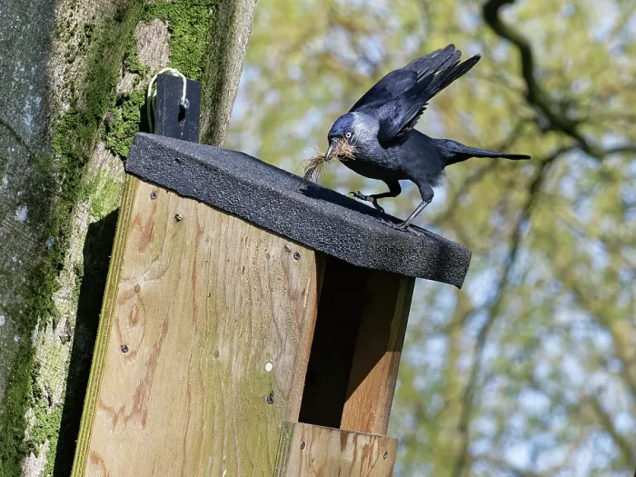 Framed Print : Jackdaw (Corvus monedula) landing on nest box with beakful of animal hair to line nest with, Wiltshire, UK, March Framed Print : Jackdaw (Corvus monedula) landing on nest box with beakful of animal hair to line nest with, Wiltshire, UK, March