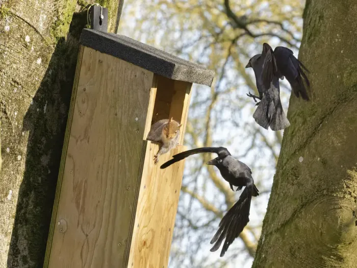Framed Print : Jackdaw (Corvus monedula) pair dive bombing and harassing a Grey squirrel (Sciurus carolinensis) as it emerges from a nest box the birds want to nest in which is already occupied by the squirrel and its mate, Wiltshire, UK, March