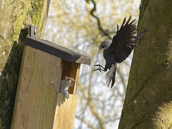Jackdaw (Corvus monedula) swooping down calling with claws raised to threaten a Grey squirrel (Sciurus carolinensis) in the entrance to a nest box the bird wants to nest in which is already occupied by the squirrel and its mate, Wiltshire, UK, March