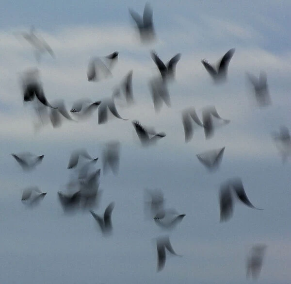Jackdaws (Corvus monedula) abstract view of flock in flight, Derbyshire, UK, December