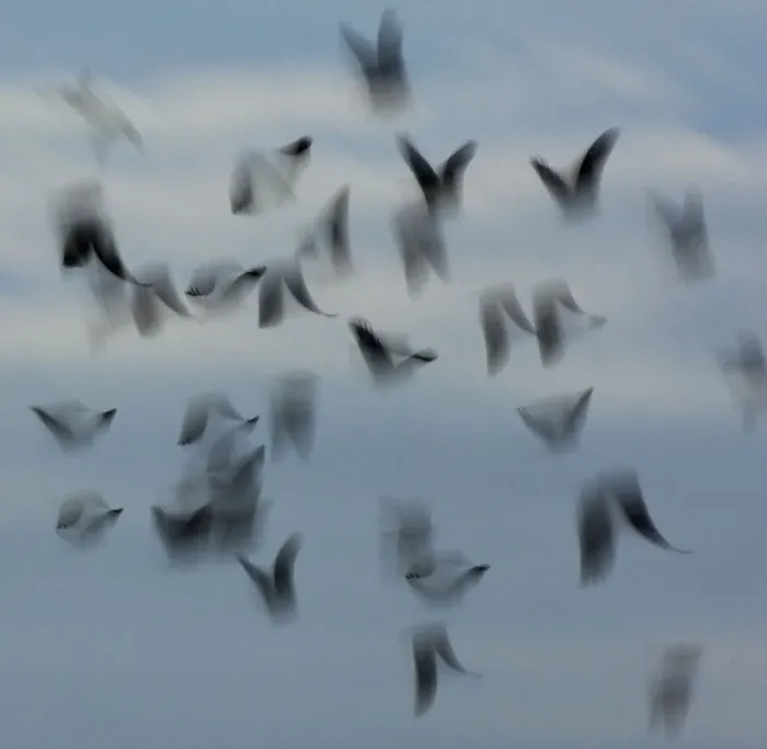 Framed Print : Jackdaws (Corvus monedula) abstract view of flock in flight, Derbyshire, UK, December Framed Print : Jackdaws (Corvus monedula) abstract view of flock in flight, Derbyshire, UK, December