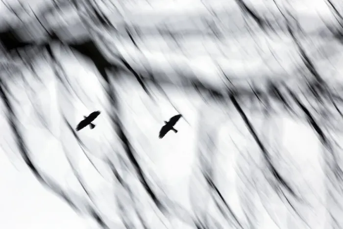Framed Print : Jackdaws (Corvus monedula) flying to winter roost. with motion blur Framed Print : Jackdaws (Corvus monedula) flying to winter roost. with motion blur