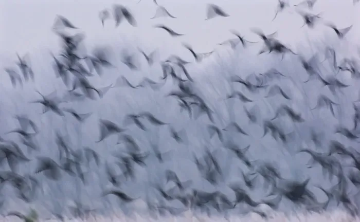 Framed Print : Jackdaws (Corvus monedula) and Rooks (Corvus frugilegus) mixed winter flock taking Framed Print : Jackdaws (Corvus monedula) and Rooks (Corvus frugilegus) mixed winter flock taking