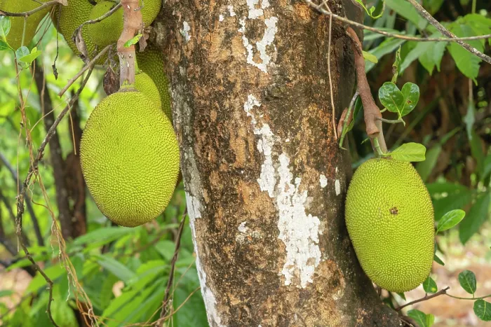 Framed Print : Jackfruits (Artocarpus heterophyllus) on the tree, Munnar, Western Ghats, Kerala, India Framed Print : Jackfruits (Artocarpus heterophyllus) on the tree, Munnar, Western Ghats, Kerala, India