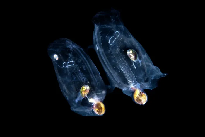 Framed Print : Two Jacks (Carangidae) juvenile, sheltering inside Salps (Salpidae) in open water at night, Anilao, Batangas marine protected area, Luzon, Philippines, Verde Island Passages Framed Print : Two Jacks (Carangidae) juvenile, sheltering inside Salps (Salpidae) in open water at night, Anilao, Batangas marine protected area, Luzon, Philippines, Verde Island Passages