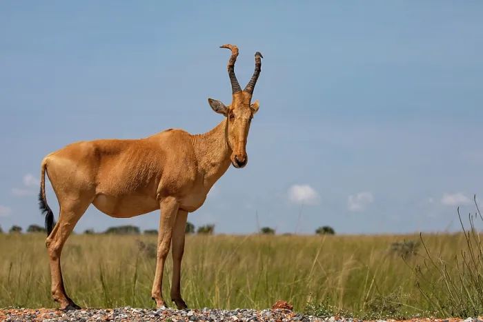 Framed Print : Jackson's hartebeest (Alcelaphus buselaphus lelwel) portrait, Murchison Falls National Park, Uganda Framed Print : Jackson's hartebeest (Alcelaphus buselaphus lelwel) portrait, Murchison Falls National Park, Uganda