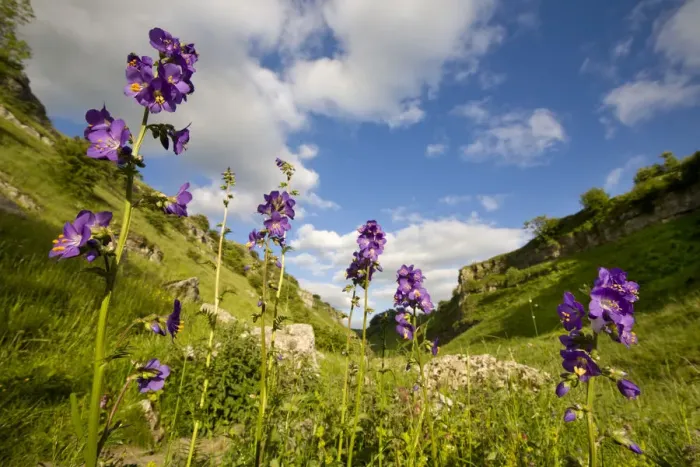 Framed Print : Jacobs Ladder (Polemonium caeruleum) flowering. Lathkill Dale NNR, Peak District National Park Framed Print : Jacobs Ladder (Polemonium caeruleum) flowering. Lathkill Dale NNR, Peak District National Park