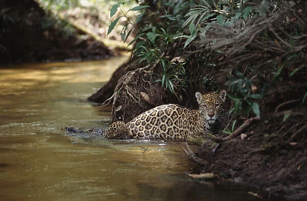 Jaguar female with 6-week-old cub crossing forest creek {Panthera onca}, Amazonia Basin