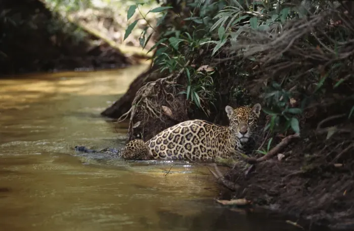Framed Print : Jaguar female with 6-week-old cub crossing forest creek {Panthera onca}, Amazonia Basin Framed Print : Jaguar female with 6-week-old cub crossing forest creek {Panthera onca}, Amazonia Basin