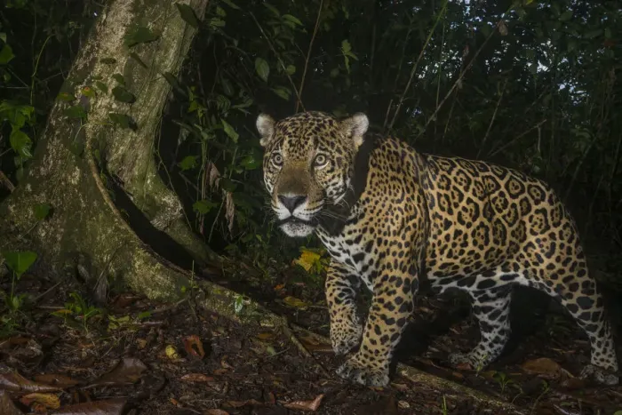 Framed Print : Jaguar (Panthera onca) camera trap image, Tortuguero National Park, Costa Rica Framed Print : Jaguar (Panthera onca) camera trap image, Tortuguero National Park, Costa Rica