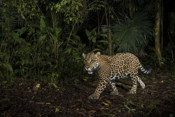 Jaguar (Panthera onca) camera trap image, Tortuguero National Park, Costa Rica
