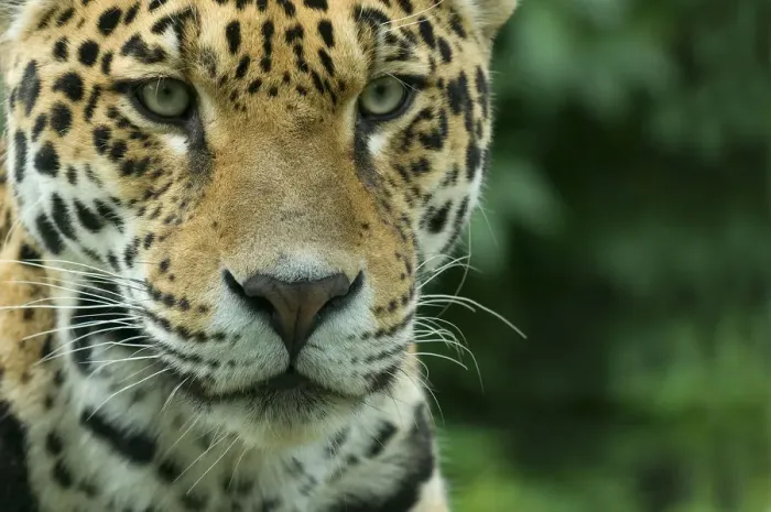 Framed Print : Jaguar (Panthera onca) close-up head portrait, captive Framed Print : Jaguar (Panthera onca) close-up head portrait, captive