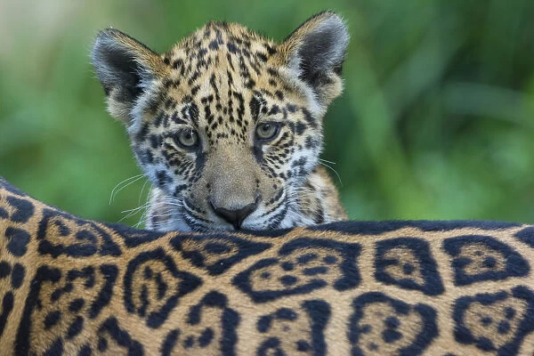 Jaguar (Panthera onca) cub looking over its mothers back, captive, occurs in Southern