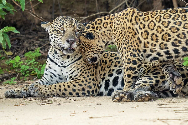 Jaguar (Panthera onca) cub nuzzling its mother, Cuaiba River, Pantanal wetlands, Mato Grosso, Brazil