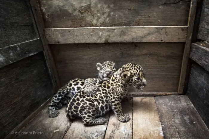 Framed Print : Two Jaguar (Panthera onca) cubs in a wooden crate after being rescued, Campeche, Mexico Framed Print : Two Jaguar (Panthera onca) cubs in a wooden crate after being rescued, Campeche, Mexico