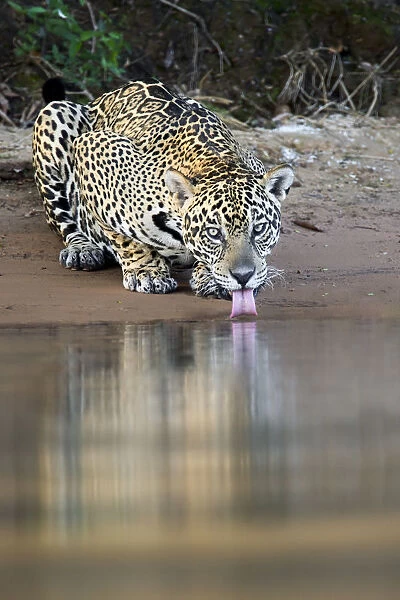 Jaguar (Panthera onca) drinking from the rivers edge, Mato Grosso, Pantanal, Brazil