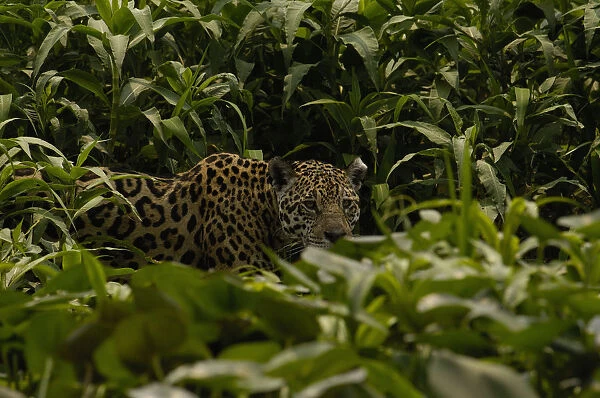 Jaguar (Panthera onca) female, hiding in dense high grass. Cuiaba river, Pantanal