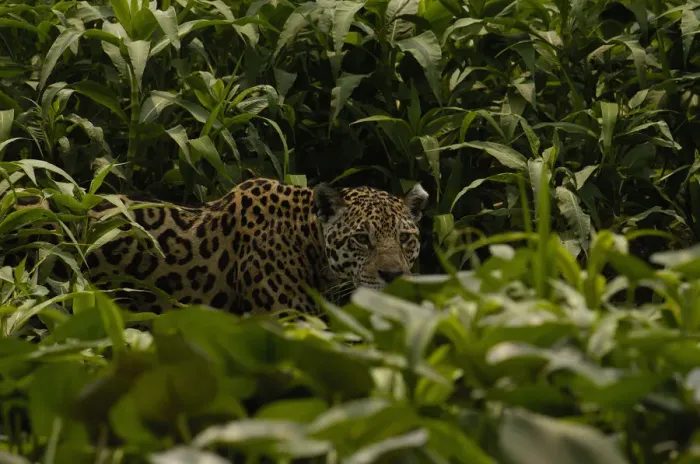 Framed Print : Jaguar (Panthera onca) female, hiding in dense high grass. Cuiaba river, Pantanal Framed Print : Jaguar (Panthera onca) female, hiding in dense high grass. Cuiaba river, Pantanal