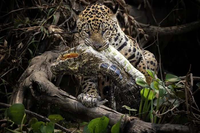 Framed Print : Jaguar (Panthera onca) female, hunting Caiman prey, Cuiaba River, Pantanal, Brazil Framed Print : Jaguar (Panthera onca) female, hunting Caiman prey, Cuiaba River, Pantanal, Brazil