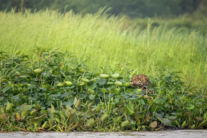 Framed Print : Jaguar (Panthera onca) female, hunting among Water hyacinths (Pontederia crassipes) on the edge of Baia piriquito, Pantanal, Brazil Framed Print : Jaguar (Panthera onca) female, hunting among Water hyacinths (Pontederia crassipes) on the edge of Baia piriquito, Pantanal, Brazil