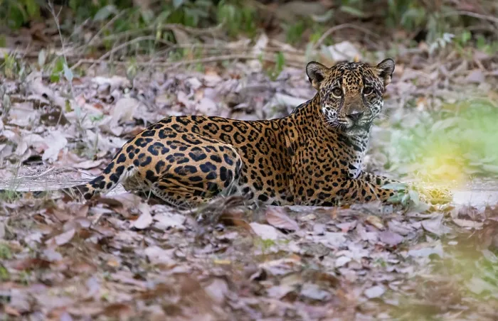 Framed Print : Jaguar (Panthera onca) female, resting on a track in Mayan Biosphere Reserve, Peten, Guatemala Framed Print : Jaguar (Panthera onca) female, resting on a track in Mayan Biosphere Reserve, Peten, Guatemala