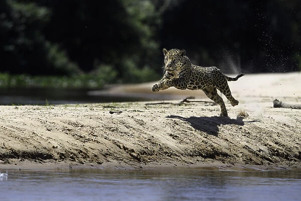 Jaguar (Panthera onca) female running along a sand spit chasing after a caiman. Northern