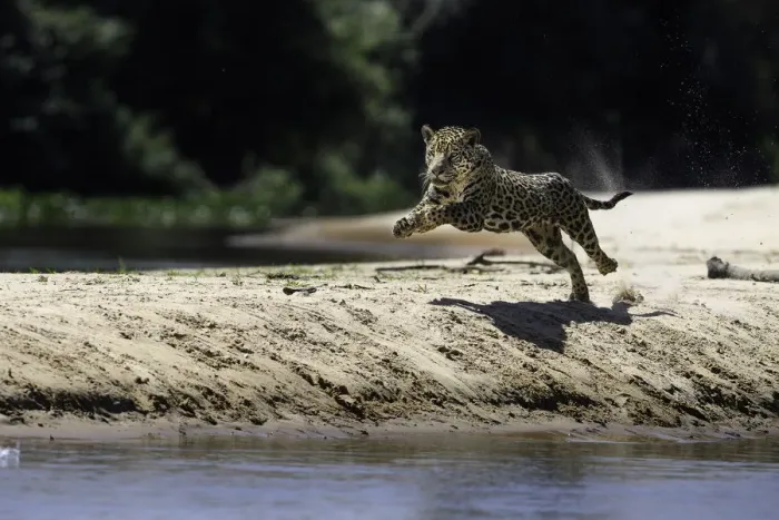Framed Print : Jaguar (Panthera onca) female running along a sand spit chasing after a caiman. Northern Framed Print : Jaguar (Panthera onca) female running along a sand spit chasing after a caiman. Northern