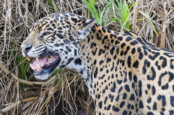 Jaguar (Panthera onca) female, smelling scent marking of male