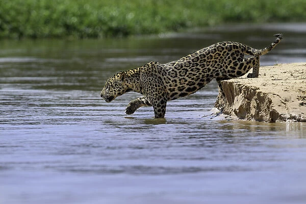 Jaguar (Panthera onca) female stealthily entering the river as she begins to hunt caiman. Northern Pantanal Cuiaba River, Mato Grosso, Brazil
