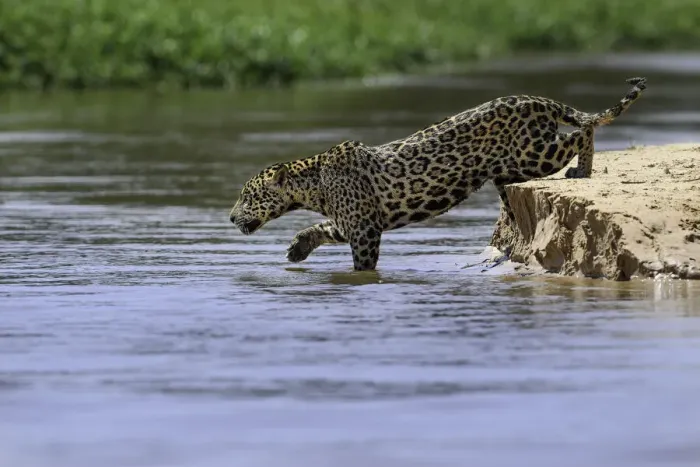 Framed Print : Jaguar (Panthera onca) female stealthily entering the river as she begins to hunt caiman. Northern Pantanal Cuiaba River, Mato Grosso, Brazil Framed Print : Jaguar (Panthera onca) female stealthily entering the river as she begins to hunt caiman. Northern Pantanal Cuiaba River, Mato Grosso, Brazil