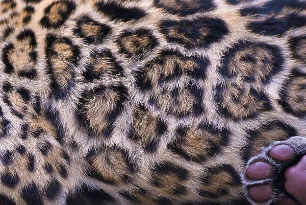 Jaguar (Panthera onca) fur pattern of female adult, native to Southern and Central America