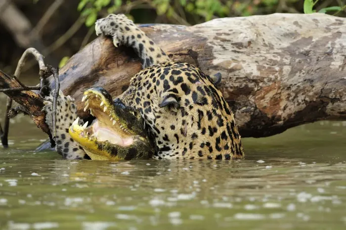 Framed Print : Jaguar (Panthera onca) killing Spectacled caiman (Caiman crocodilus) in Piquiri River Framed Print : Jaguar (Panthera onca) killing Spectacled caiman (Caiman crocodilus) in Piquiri River