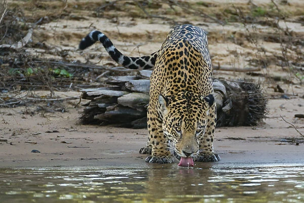 Jaguar (Panthera onca) male drinking, Cuiaba River, Pantanal Matogrossense National Park