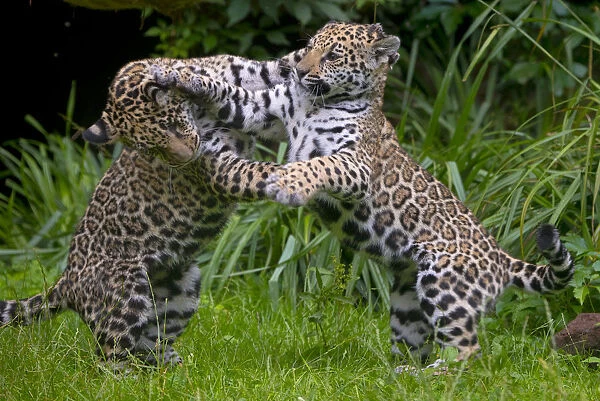 Jaguar (Panthera onca) male and female four month old cubs playing, native to Southern
