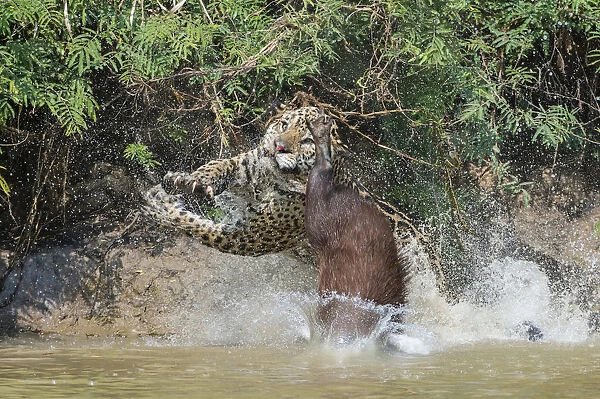 Jaguar (Panthera onca) male, hunting Capybara (Hydrochoerus hydrochaeris)