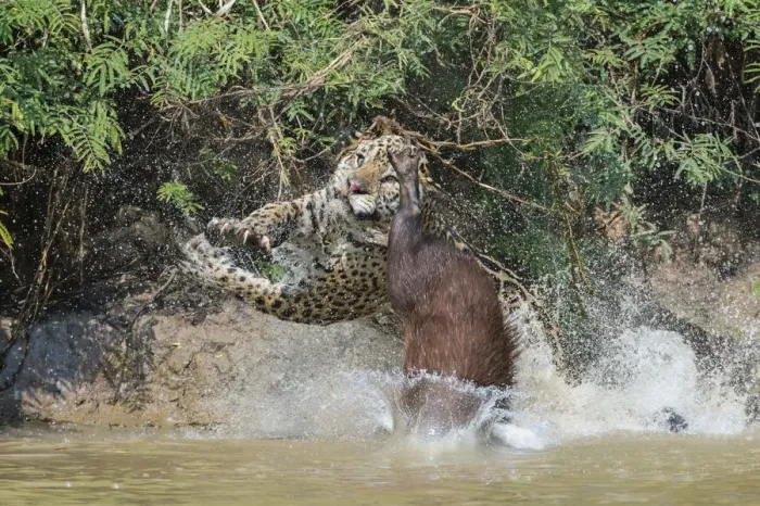Framed Print : Jaguar (Panthera onca) male, hunting Capybara (Hydrochoerus hydrochaeris) Framed Print : Jaguar (Panthera onca) male, hunting Capybara (Hydrochoerus hydrochaeris)