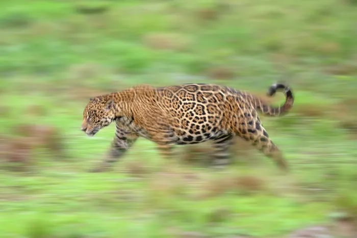 Framed Print : Jaguar (Panthera onca) male, patrolling forest edge, Refugio Ecologico Caiman, Mato Grosso do Sul, Pantanal, Brazil Framed Print : Jaguar (Panthera onca) male, patrolling forest edge, Refugio Ecologico Caiman, Mato Grosso do Sul, Pantanal, Brazil