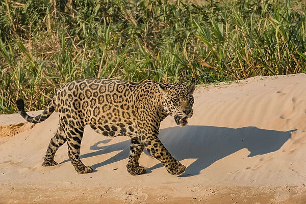 Jaguar (Panthera onca) male on riverbank, Cuiaba River, Pantanal Matogrossense National Park