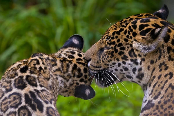 Jaguar (Panthera onca) mother grooming four month cub, native to Southern and Central America