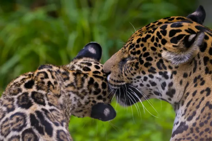 Framed Print : Jaguar (Panthera onca) mother grooming four month cub, native to Southern and Central America Framed Print : Jaguar (Panthera onca) mother grooming four month cub, native to Southern and Central America