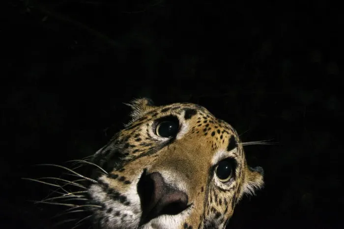 Framed Print : Jaguar (Panthera onca) at night, portrait, La Papalota, Nayarit, Mexico. Camera trap image Framed Print : Jaguar (Panthera onca) at night, portrait, La Papalota, Nayarit, Mexico. Camera trap image