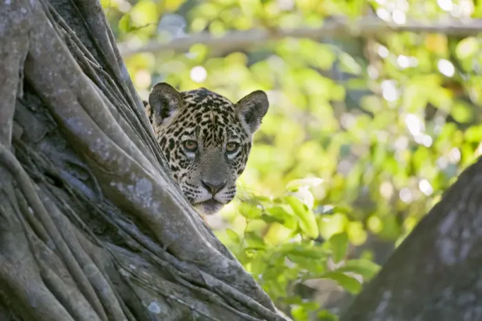Framed Print : Jaguar (Panthera onca), one-year cub peering from behind tree, Cuiaba River, Pantanal, Brazil Framed Print : Jaguar (Panthera onca), one-year cub peering from behind tree, Cuiaba River, Pantanal, Brazil