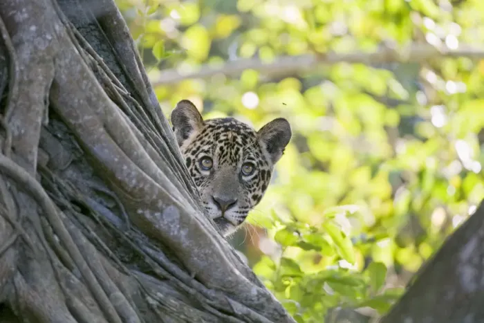 Framed Print : Jaguar (Panthera onca), one-year cub watching a fly from behind tree, Cuiaba River Framed Print : Jaguar (Panthera onca), one-year cub watching a fly from behind tree, Cuiaba River